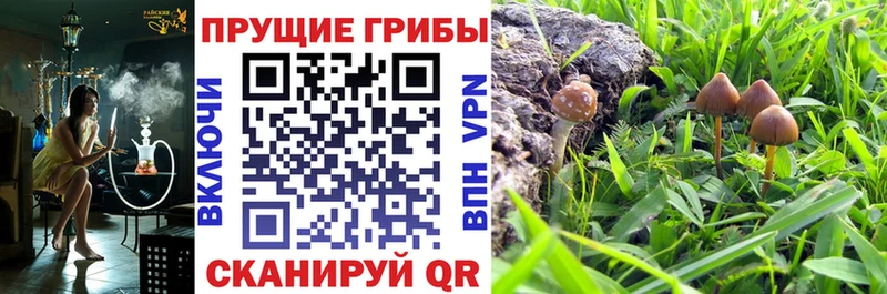 где купить наркотик  Чебаркуль  KRAKEN как зайти  нарко площадка телеграм  Галлюциногенные грибы Psilocybe 